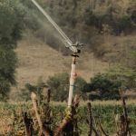 Sistema de riego impulsa producción agrícola en Corredor Seco de Guatemala